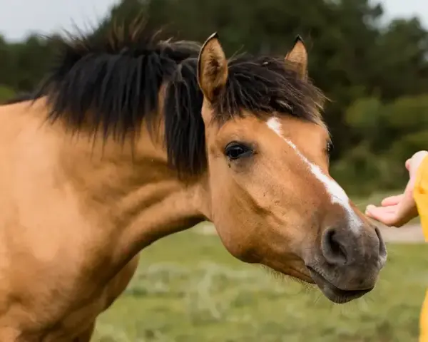 Un cheval robe isabelle, au pelage doré, tend son museau vers une main tendue, dans un moment de confiance.