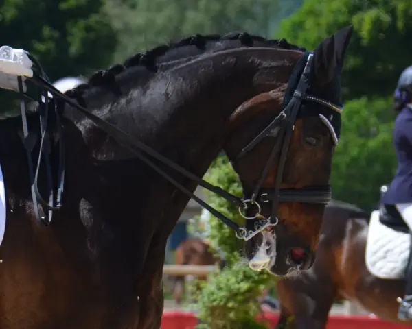 Un cheval brun avec une crinière tressée porte une bride. Un cavalier en tenue de concours tient les rênes. Le chanfrein du cheval est visible.