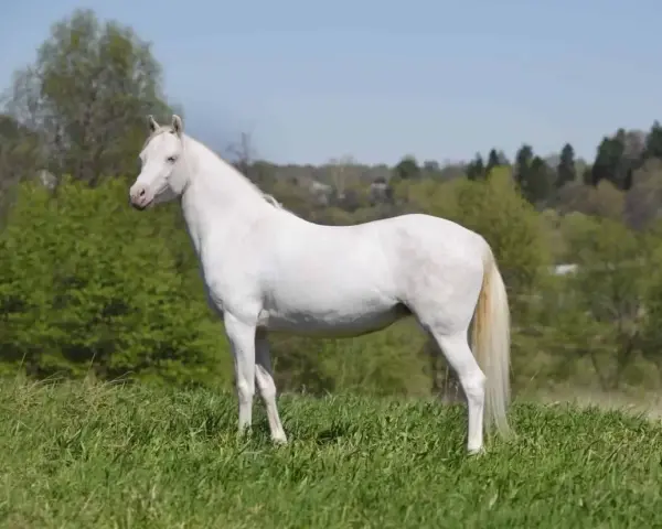 Un magnifique cheval crème se tient fièrement dans un pré verdoyant, sous un ciel bleu clair.