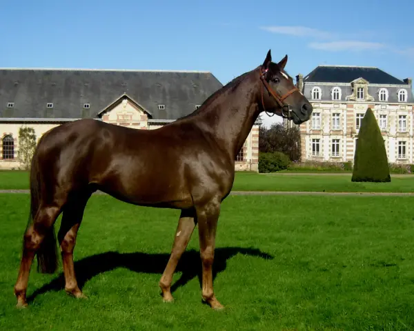 Magnifique cheval alezan, fier et élégant, se tient dans un parc verdoyant devant un château.
