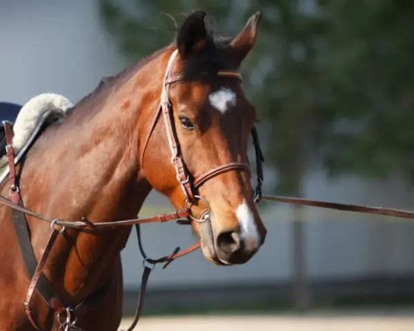 Cheval brun avec selle et enrênement, prêt pour un travail à la longe.