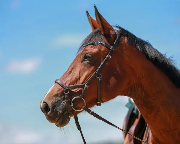 Tête de cheval bai, portant une bride ornée de perles bleues, sous un ciel clair.