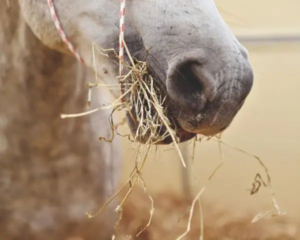 Gros plan sur le museau d'un cheval gris mangeant du foin. La nourriture cheval est bien visible, accrochée à ses lèvres.