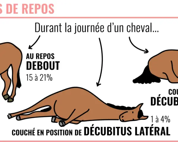 Le cheval sommeil quotidien : au repos debout, couché sur le sternum ou en décubitus latéral. Illustration des postures de repos du cheval.