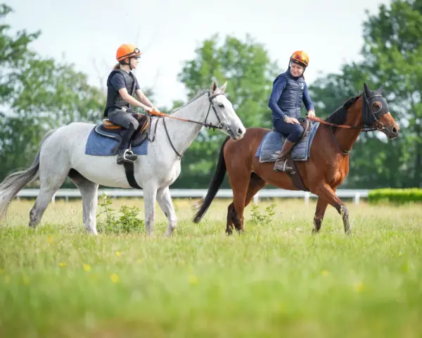 Deux cavalières en tenue de sport, casques orange, montent leurs chevaux dans un pré. L'une est sur un cheval blanc, l'autre sur un cheval bai. Une scène typique de BTS équitation.