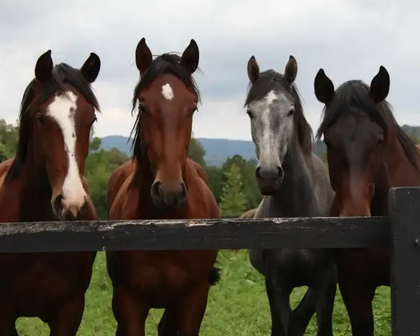 Quatre chevaux, dont une robe cheval alezane et une robe cheval grise, regardent par-dessus une clôture en bois.