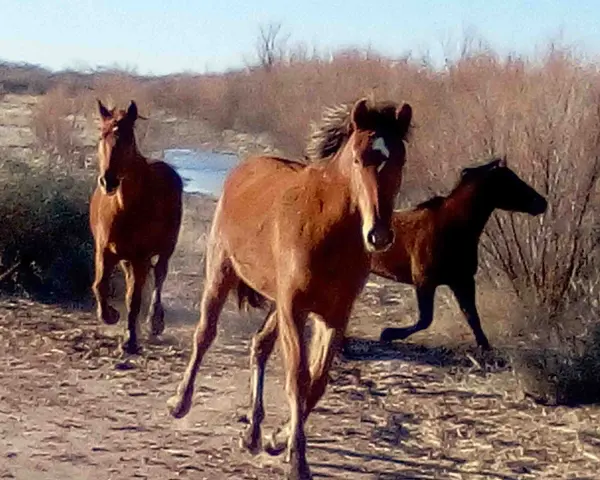 Trois chevaux galopent dans un paysage aride. Le cheval au premier plan, au pelage roux, semble regarder le spectateur, un signe d'affection d'un cheval.