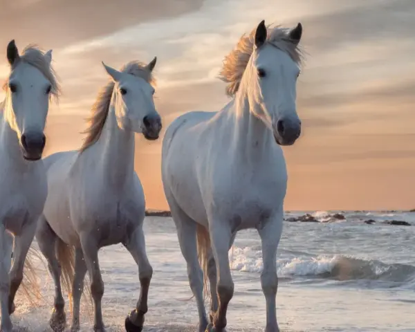 Trois chevaux blancs, dont un cheval gris pommelé, galopent sur une plage au coucher du soleil.