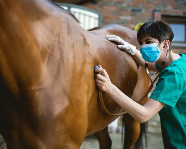Vétérinaire examinant un cheval qui tousse avec un stéthoscope.