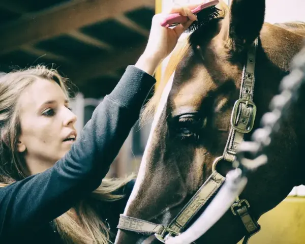 Une jeune femme brosse la crinière d'un cheval dans une écurie. Un moment de complicité qui illustre un emploi équestre passionnant.