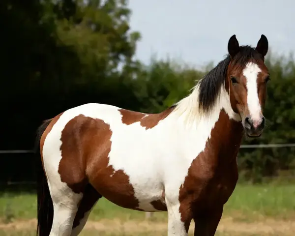 Un magnifique cheval pie, au pelage brun et blanc, se tient dans un pré verdoyant.
