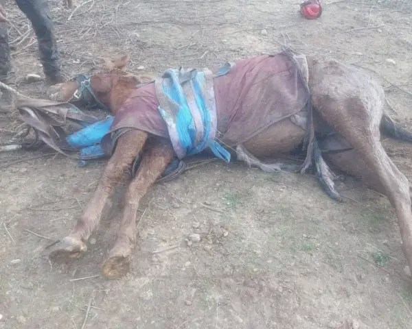 Un cheval gît au sol, couvert d'une couverture, après une chute à cheval mortelle. Des cordes et des équipements sont autour de lui.