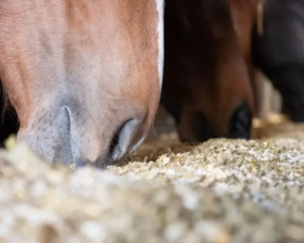 Gros plan sur des chevaux mangeant dans une mangeoire remplie de granulés. On voit leurs museaux et leurs lèvres s'enfoncer dans la nourriture, illustrant que mange un cheval.