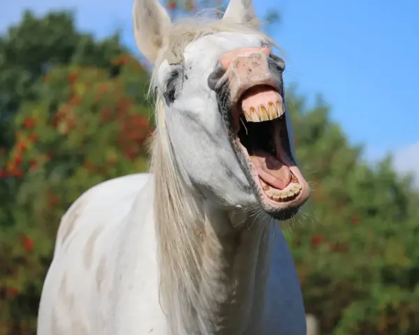 Un cheval blanc qui baille, montrant ses dents jaunies. Un insecte vole près de sa tête.