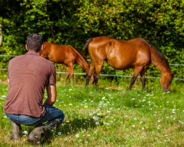 Un homme accroupi observe deux chevaux au pré. Un ethologue étudie le comportement animal.