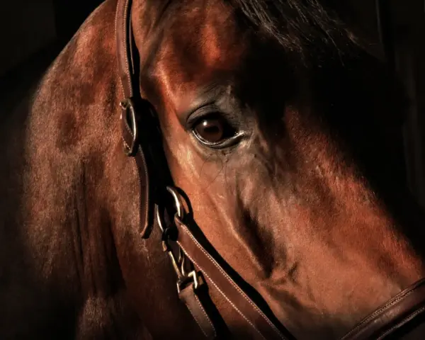 Gros plan sur le visage d'un cheval brun, son œil vif et son regard de travers captent la lumière.