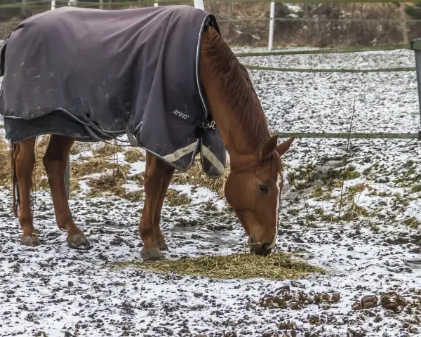 Un cheval brun, couvert d'une couverture d'hiver, mange du foin dans un champ enneigé.