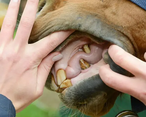 Examen de la bouche cheval : dents jaunies et gencives roses. Mains écartant les lèvres pour une inspection.