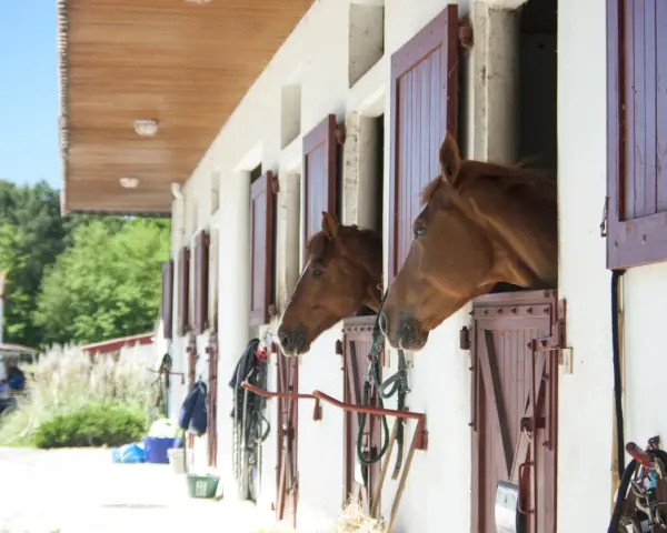 Deux chevaux curieux regardent depuis leurs boxes. Idéal pour le tarif pension chevaux chez particulier, un cadre paisible pour votre compagnon.