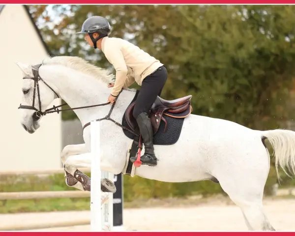 Cavalier et cheval blanc en plein saut d'obstacles, un exercice de musculation pour le cheval.