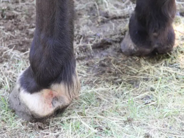 Pied d'un cheval montrant des signes de dermatophilose, une affection cutanée bactérienne.