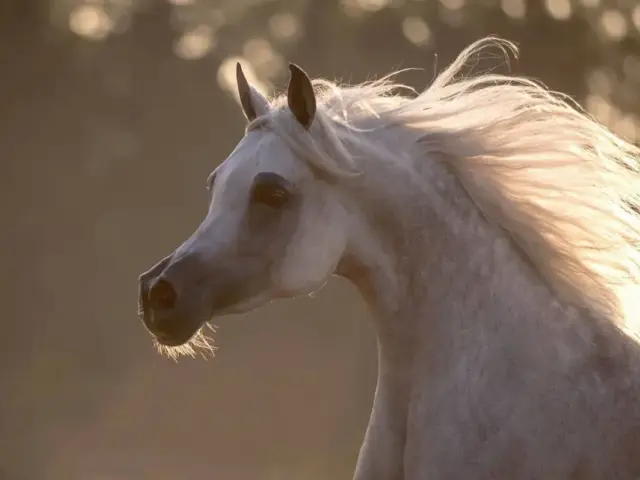Magnifique cheval blanc pur sang, crinière au vent, évoquant le prix d'un cheval de course pur sang.