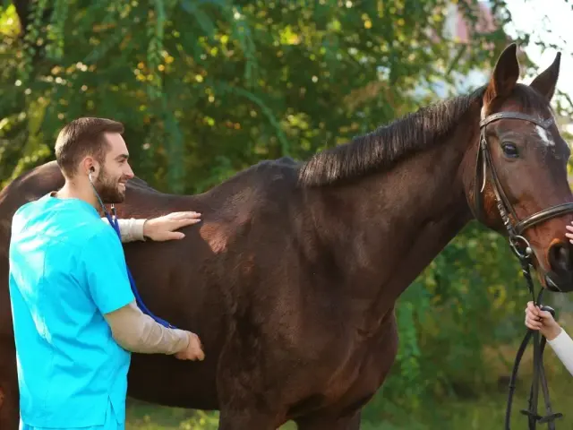 Vétérinaire examinant un cheval brun, peut-être pour des symptômes de diarrhée cheval.