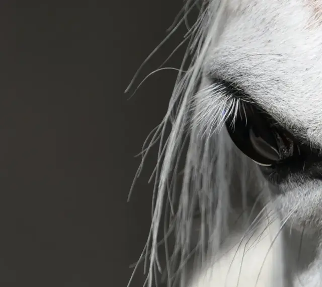 Œil d'un cheval blanc, reflet de la confiance et de la connexion en équitation éthologique.