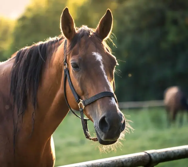 Un beau cheval brun, au soleil couchant, évoque la sérénité et la longue espérance de vie cheval.