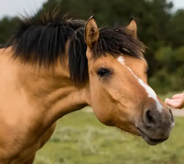 Un cheval robe isabelle, au pelage doré, tend son museau vers une main tendue, dans un moment de confiance.