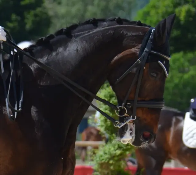Un cheval brun avec une crinière tressée porte une bride. Un cavalier en tenue de concours tient les rênes. Le chanfrein du cheval est visible.