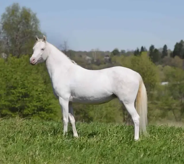Un magnifique cheval crème se tient fièrement dans un pré verdoyant, sous un ciel bleu clair.