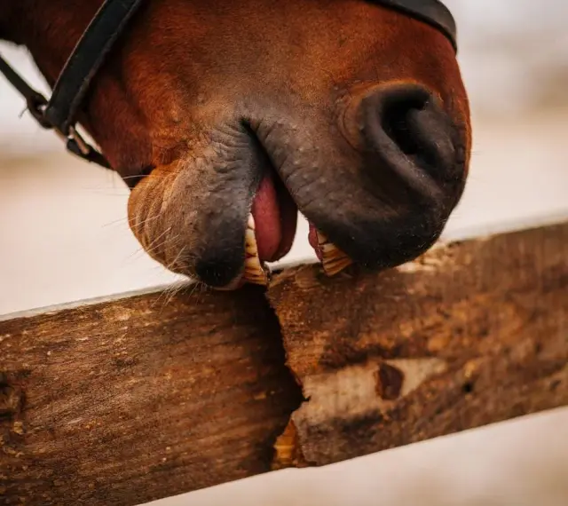 Gros plan sur un cheval qui tique sur une planche de bois, montrant ses dents et sa langue.