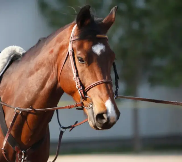 Cheval brun avec selle et enrênement, prêt pour un travail à la longe.