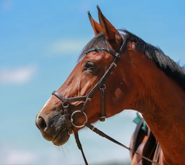Tête de cheval bai, portant une bride ornée de perles bleues, sous un ciel clair.