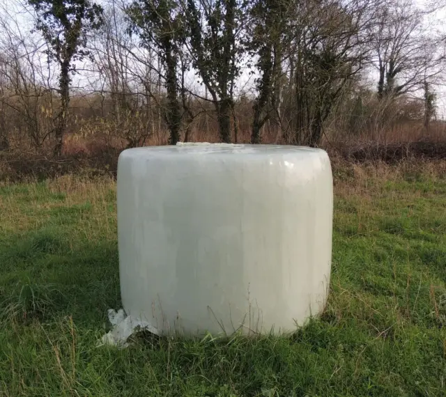 Une botte de foin enrubanné, prête pour les chevaux, repose dans un champ verdoyant, entourée d'arbres dénudés.