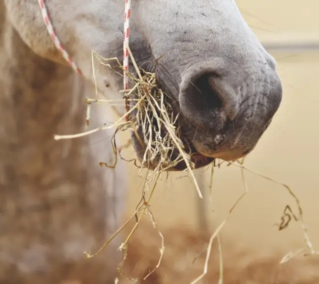 Gros plan sur le museau d'un cheval gris mangeant du foin. La nourriture cheval est bien visible, accrochée à ses lèvres.