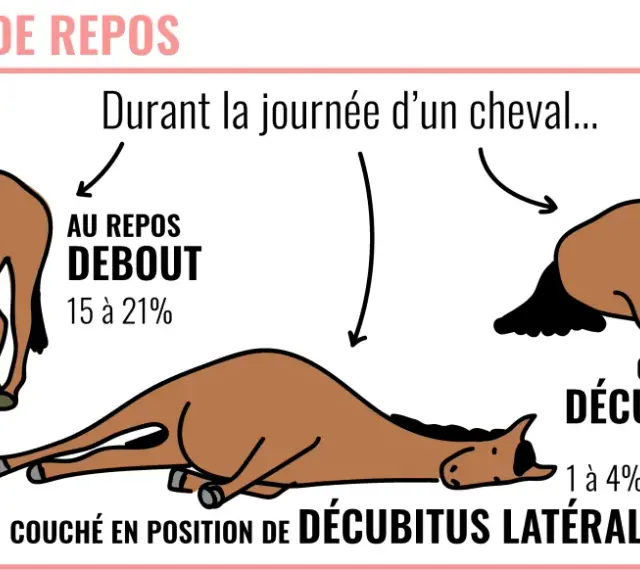 Le cheval sommeil quotidien : au repos debout, couché sur le sternum ou en décubitus latéral. Illustration des postures de repos du cheval.