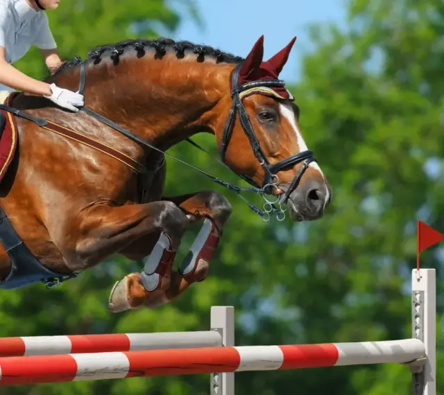 Un cheval brun et son cavalier en tenue blanche effectuent un saut d'obstacles, leurs corps tendus dans un mouvement gracieux au-dessus de la barre.