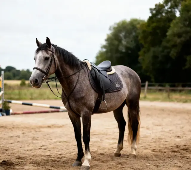Cheval gris pommelé sellé dans une carrière, prêt pour l'entraînement. Se demander combien coûte un cheval par mois ?