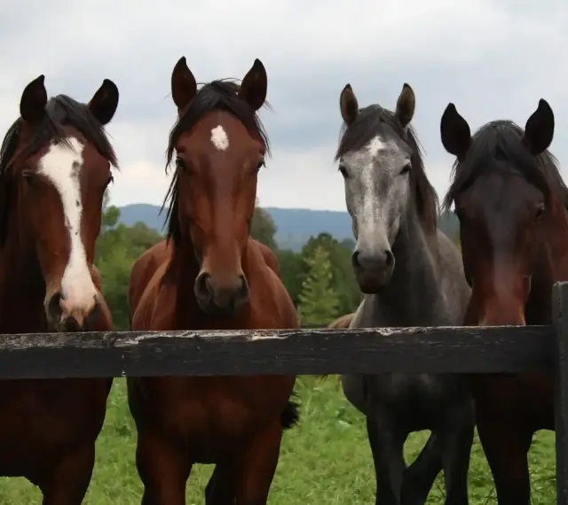 Quatre chevaux, dont une robe cheval alezane et une robe cheval grise, regardent par-dessus une clôture en bois.