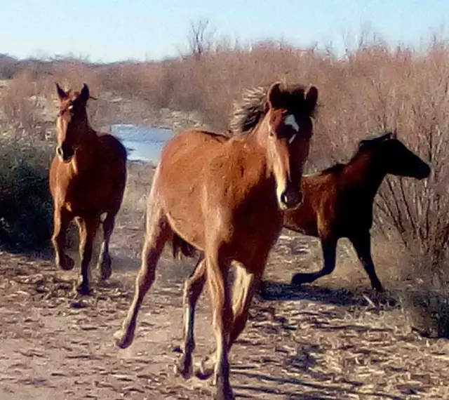 Trois chevaux galopent dans un paysage aride. Le cheval au premier plan, au pelage roux, semble regarder le spectateur, un signe d'affection d'un cheval.