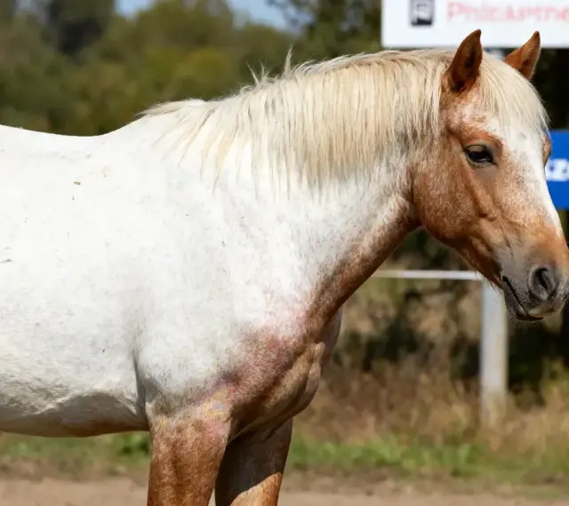Un magnifique cheval aubère, au pelage blanc moucheté de roux, se tient paisiblement sous le soleil.