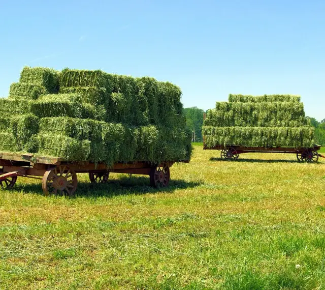 Deux charrettes chargées de bottes de foin vert, illustrant la différence paille et foin. Le soleil brille sur le champ.