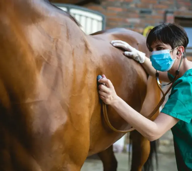 Vétérinaire examinant un cheval qui tousse avec un stéthoscope.