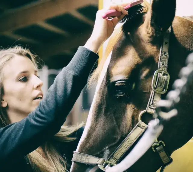 Une jeune femme brosse la crinière d'un cheval dans une écurie. Un moment de complicité qui illustre un emploi équestre passionnant.