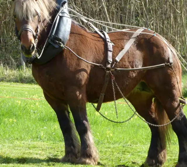Un majestueux cheval de trait brun, harnaché, se tient dans un pré verdoyant. Un homme en chemise bleue ajuste les rênes.