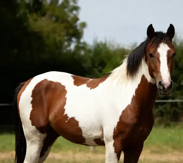 Un magnifique cheval pie, au pelage brun et blanc, se tient dans un pré verdoyant.