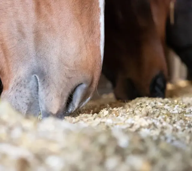 Gros plan sur des chevaux mangeant dans une mangeoire remplie de granulés. On voit leurs museaux et leurs lèvres s'enfoncer dans la nourriture, illustrant que mange un cheval.