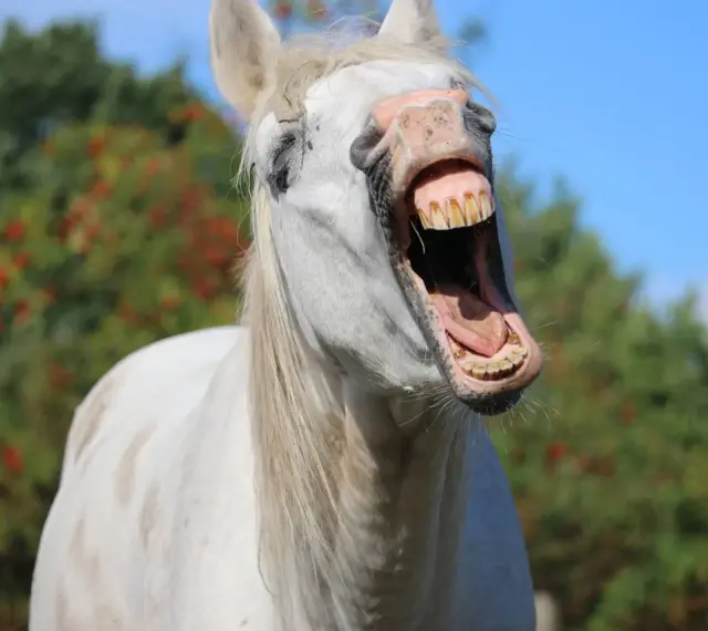Un cheval blanc qui baille, montrant ses dents jaunies. Un insecte vole près de sa tête.